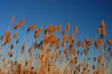 Weeds + Sky