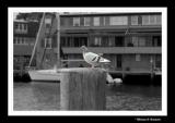 Pigeon of Mysic River