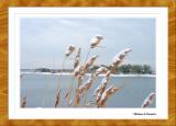 Snow on Gold