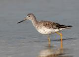 yellowlegs.jpg