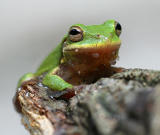 babyfrog1.jpg