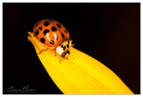 Macro et Proxi