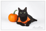Halloween 2010