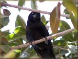 Starling