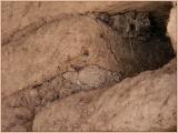 Adobe Walls