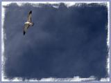 Wind Gliding
