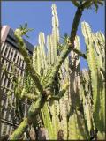 Cactaceae & Friend