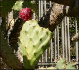 Hearts for Prickly Pear