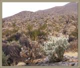 Cholla Village