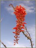 Ocotillo Bloom