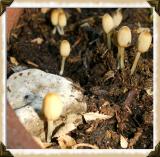 Tiny Shrooms