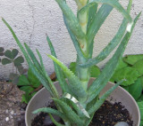 Lanky Aloe