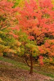 Hoyt Arboretum 1420w.jpg