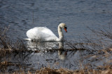 Female Mute swan