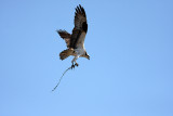 Male osprey bringing in nest material.