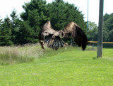 As a rehabber we look for even wings in flight, she looks good.