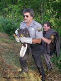 Wisconsin game warden Todd Wipperman capturing eagle.