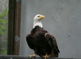 At three weeks he is put in a outdoor flight and starts to fly.
