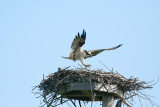 Female coming to the nest July 2007