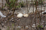 Some nests were eggs.........................