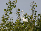 Some egrets were in the trees.