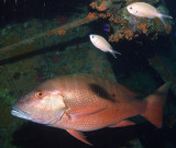 Mutton Snapper