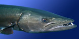 Barracuda