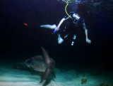 Night Diving With Tarpon