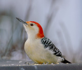 Red Bellied Woodpecker 3