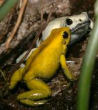 Poison Dart Frogs