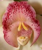 Orchid 2