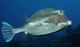 Scrawled Cowfish