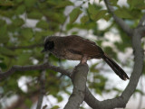 Masked Laughingthrush