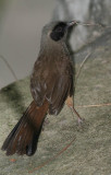 Masked Laughingthrush