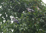 Purple-backed Starlings