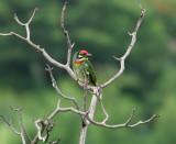 Coppersmith Barbet