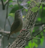 Abbotts Babbler