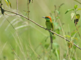 Green Bee-eater