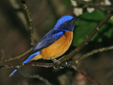 Rufous-bellied Niltava