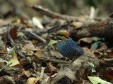 Blue Pitta