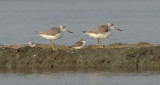 Nordmanns Greenshank