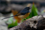 White-rumped Shama, female