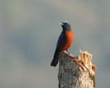 Chestnut-bellied Rock Thrush