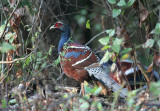 Humes Pheasant, male