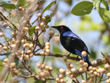 Asian Bluebird, male