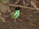 Hooded Pitta