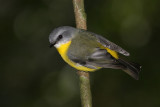 Eastern Yellow Robin