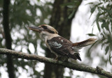 Kookaburra