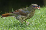 Satins Bowerbird, female