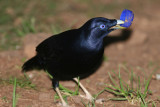 Satin Bowerbird, male